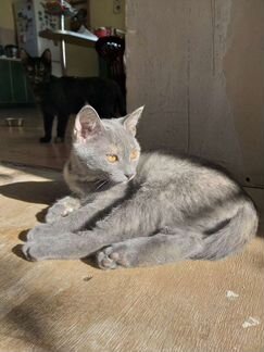 Серая кошечка