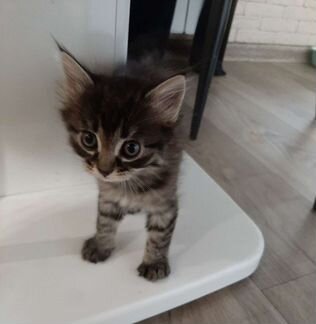 Котёнок в добрые руки