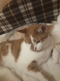 Котята подрост девоч черепах,трехцветная ласковая