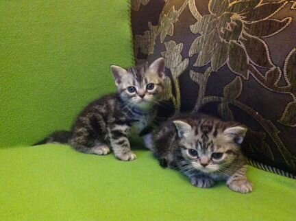 Американские короткошерстные котята в Москве