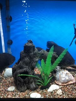 Домик для рыб (пещера)