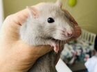 Крысята Дамбо с клеткой