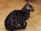 Бенгальские котята Charcoal объявление продам