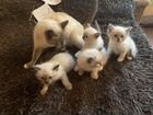 Тайские котятя объявление продам