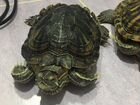 Морские Черепахи объявление продам