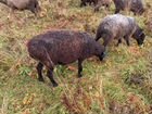 Овцы курдючные и романовские на племя и мясо