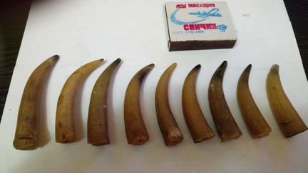 Кончики рогов