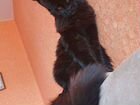 Шикарные чёрные Мейн-кун котята