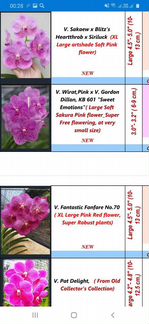 Ванды и вандовые на весну взрослые