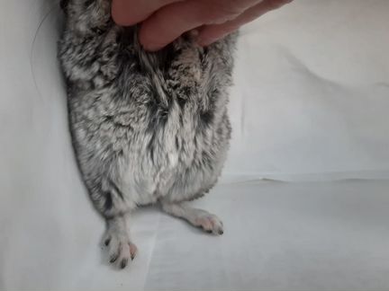 Шиншилла Лео