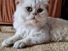 Кот персидский шиншиловый