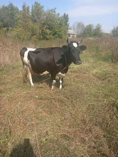 Корова, тёлка, сено - фотография № 6