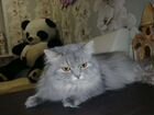 Домик + Кошка Сибирская объявление продам