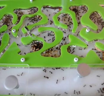 Муравьиная ферма