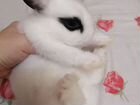 Карликовый кролик объявление продам