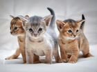 Продаются Абиссинские котята объявление продам