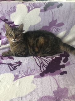 Продам кошечку