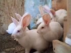 Кролики белые великанчики и помесь фландра и венск объявление продам