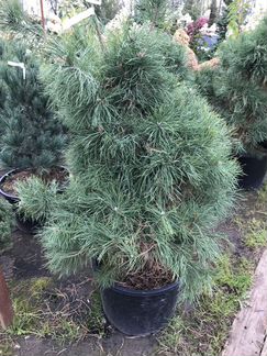 Сосна обыкновенная Extra