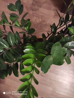 Замиокулькас 