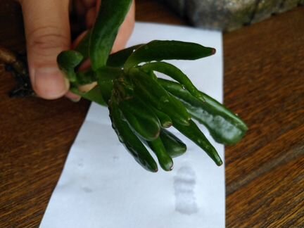 Crassula ovate Gollum, для горизонтального бонсай