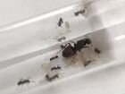 Матка муравьев с колонией (Lasius Niger)