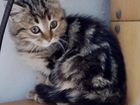 Сибирский котенок в добрые руки девочка