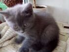 Британский котенок девочка объявление продам