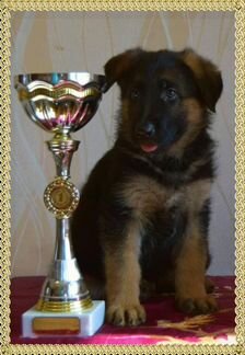 Щенки немецкой овчарки