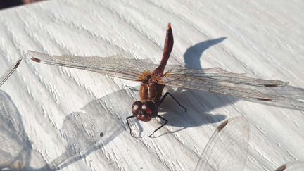 Стрекозы настоящие.мо