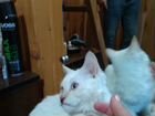 Белоснежный голубоглазый кот ищет добрых хозяев