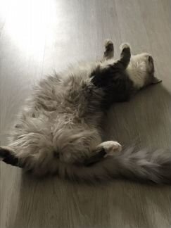 Кошечка Жижа